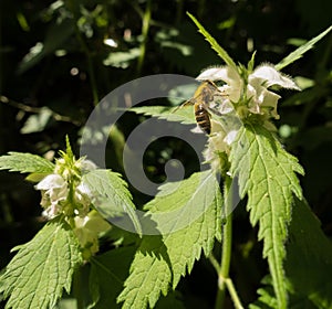 White flower Nettle and Honey bee