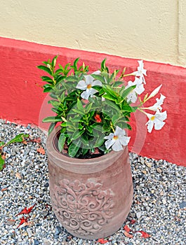 White flower Nicotiana alata Regina Noptii, brown flowerpot, c