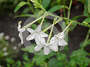 White flower Nicotiana alata Regina Noptii, green branch, close up