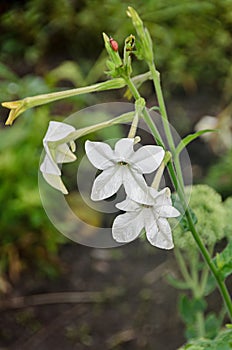 White flower Nicotiana alata Regina Noptii, green branch, close up