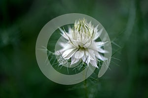 White flower Nigella in the garden, selectiv focus