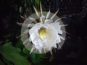 White Flower in Night at Hamirpur Himachal Pradesh India 01