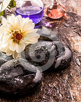 White Flower and Oils with Smooth Wet River Rocks