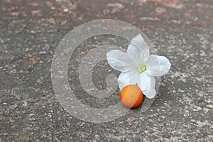 White Flower With Orange Color