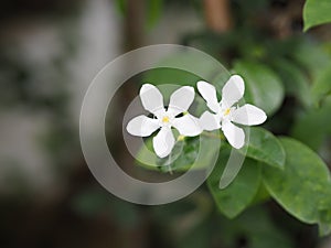 White flower Orange jasmine blooming in garden space for white text