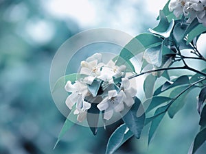 White flower of Orange jasmine with green leaves on blurred background