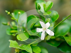 White flower, Orange Jessamine flower. Sweet smell flower for make perfume