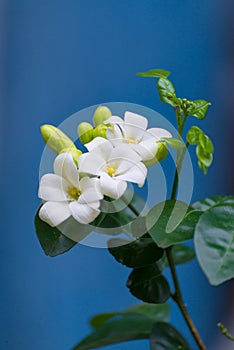 White flower of Orange Jessamine, Satin wood, Murraya exotica tr