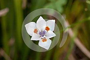 White flower with orange spots called Dietes bicolor, the African iris, fortnight lily or yellow wild iris in a green meadow