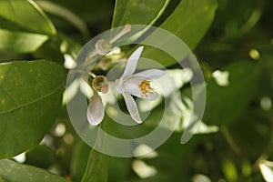 White flower of orange trees
