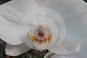 White flower of orchid Phalaenopsis Stuartiana, endemic to island of Mindanao on Philipines