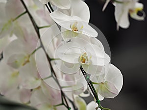 White flower Orcid on black background