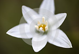 White flower of Ornithogalum umbellatum