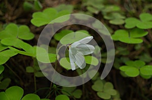 white flower of Oxalis acetosella with green leaves