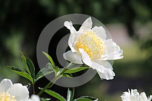 White flower of Paeonia lactiflora cultivar Moon of Nippon close-up. Flowering peony