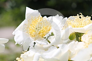 White flower of Paeonia lactiflora cultivar Moon of Nippon close-up. Flowering peony in garden
