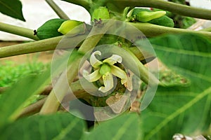 White flower of papaya with small fetus inside.