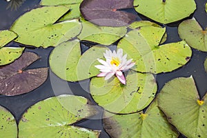 A white flower in a pattern of lily pads in a pond