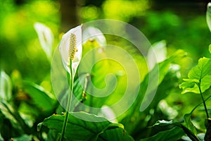 White flower of peace lily or white sails or spathe flower Spathiphyllum wallisii close up with nature background