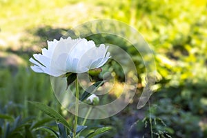 White flower peony blossom close-up side view