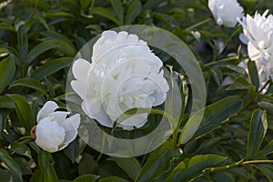 White flower peony blossom close-up summer flower