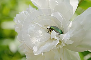 White flower peony and insect the green beetle