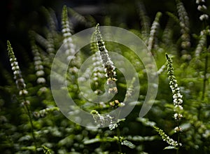 white flower peppermint green bokeh background outdoor garden