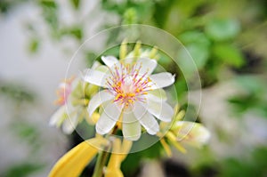 The white flower of Pereskia aculeata in the garden