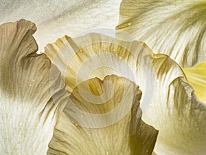 White flower petal texture close up