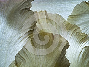 White flower petal texture close up