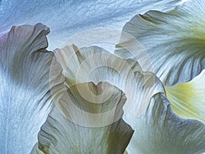 White flower petal texture close up
