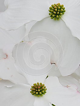 White flower petal texture of Flowering Dogwood tree, latin name Cornus Florida