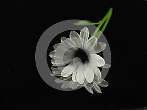 White flower petals beautiful natural aroma smell plant spring photo