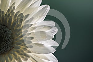 White flower petals with green background