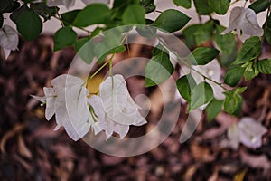 White flower petals over dead leaves