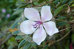 White flower with pink-mauve highlights of a dwarf tibouchina