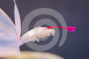 White flower with pink to purple stamen