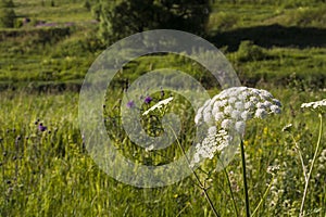 White flower plant