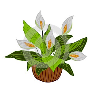 White flower plant pot icon cartoon vector. Window watering