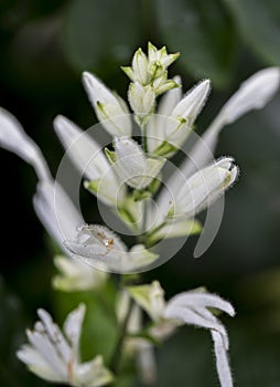 The white flower of the plant Whitfieldia elongata