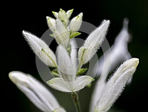 The white flower of the plant Whitfieldia elongata