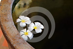 White flower plumeria on water in clay jug with copy space - Spa concept background