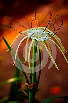 White Flower with pollen coming outwards