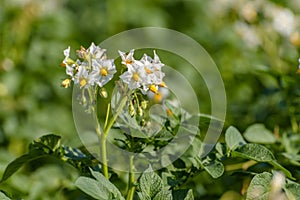 The white flower of a potato plant solanum tuberosum