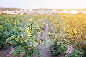 White flower of potato on the potato green field background at sunset.