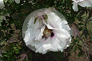 White flower of purple-leaved tree peony in May