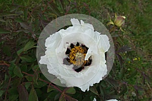 White flower of purple-leaved tree peony in May