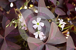 White Flower with Purple Leaves