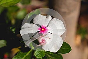 White flower with purple outlines in the garden photo