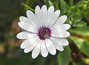 White flower with purple pestils